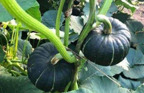 梦见孙子吃小瓜,孙子品尝小瓜的温馨瞬间